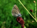 Бабочка голубянка на цветке кровохлебки.jpg title=
